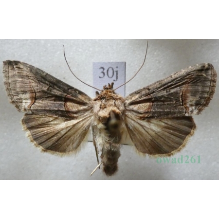 Abrostola triplasia (Linnaeus, 1758) Zgrzeblica trojaczka Czech30j